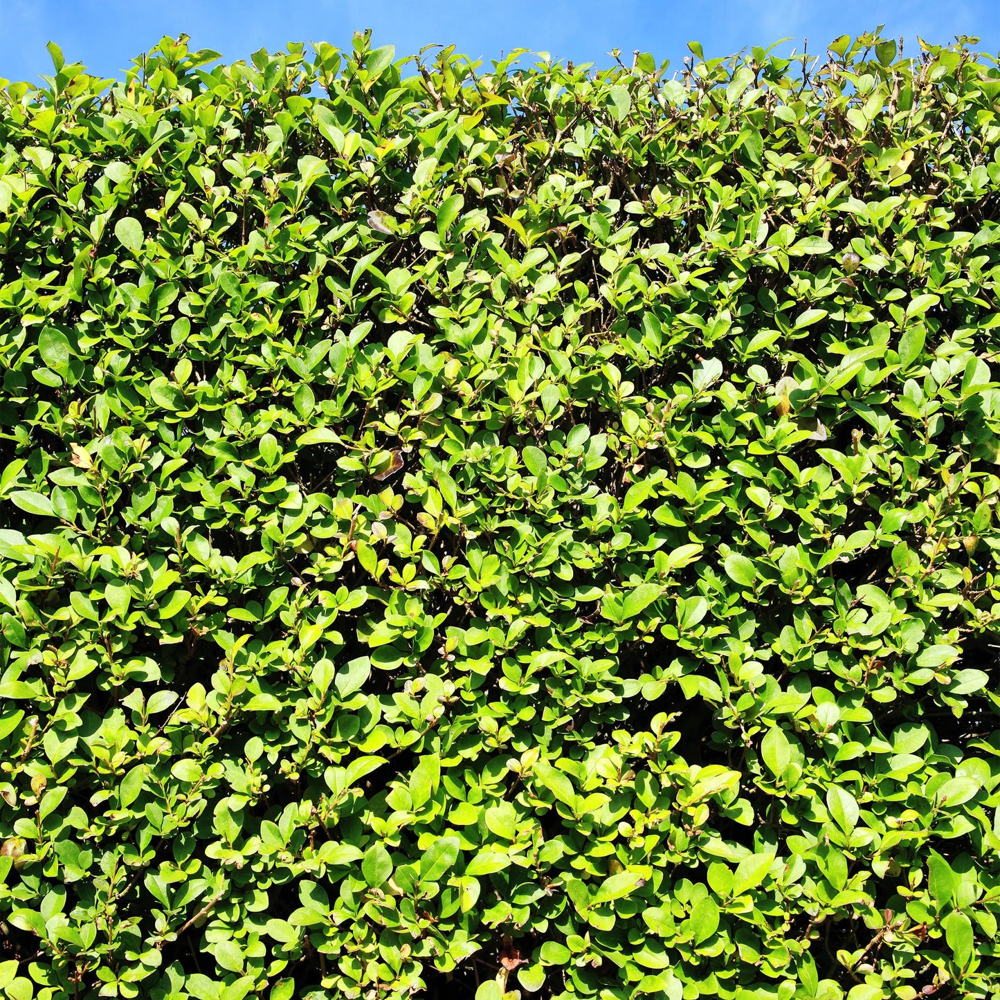 Green boutiQ - Haagplanten - Ligustrum ovalifolium -  blad groen - 6 planten - 1 strekkende meter - groenblijvend - pot 17cm hoogte 55cm