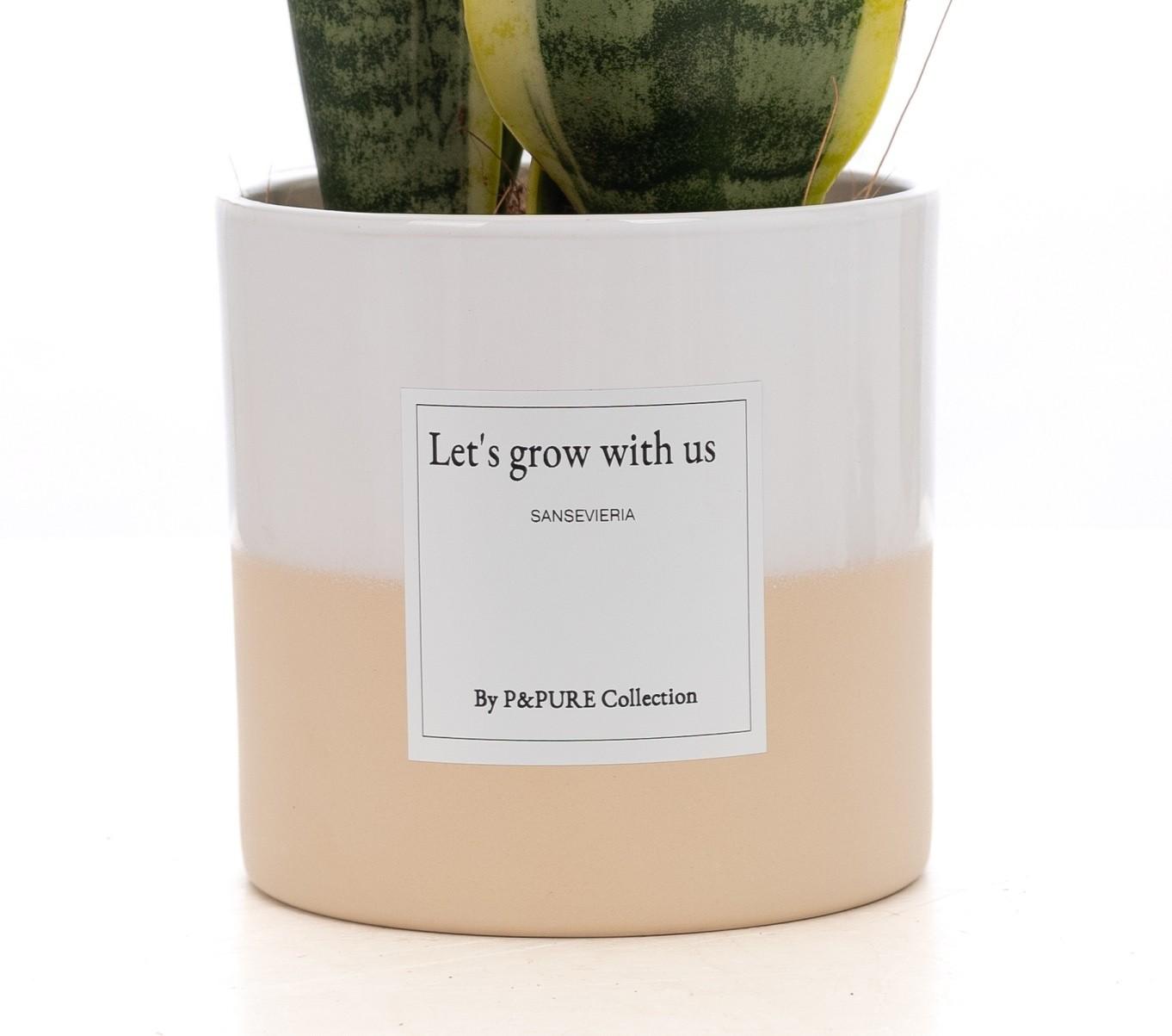 Poklon sansevieria "Rastimo s nama" S ČESTITKOM! - Ø12cm - ↕30cm