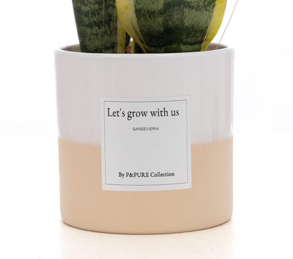Poklon sansevieria "Rastimo s nama" S ČESTITKOM! - Ø12cm - ↕30cm