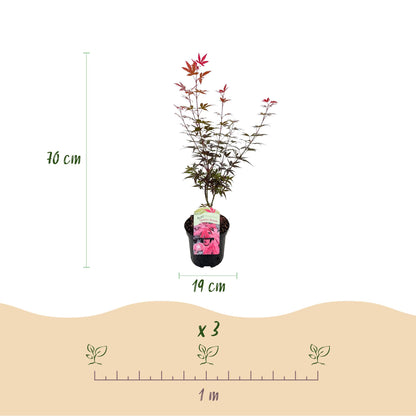 Green boutiQ - Terrasplant - Japanse Esdoorn - Acer palmatum Skeetsers Broom - Paars - 1 Plant - Bladverliezend - Pot 19cm Hoogte 70cm
