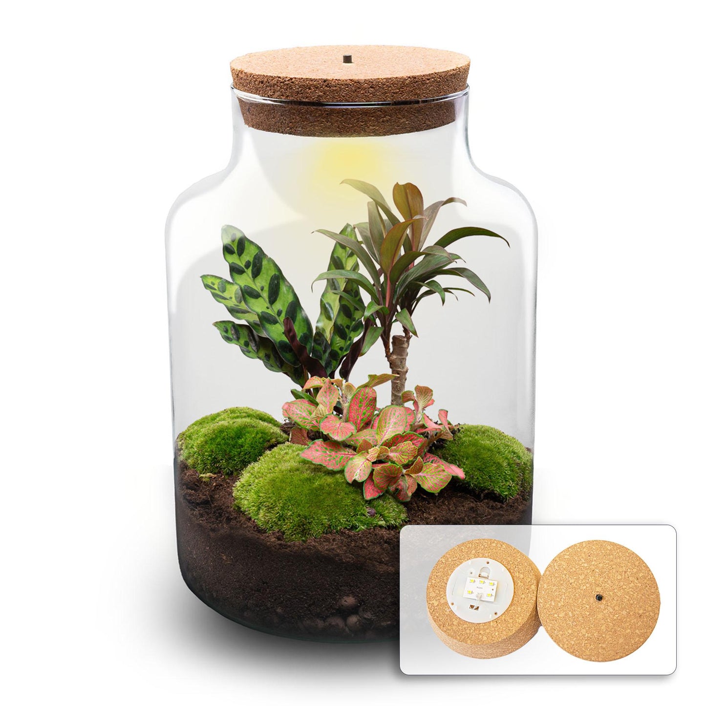 DIY Planten terrarium met licht - Milky Palm - Ø 21 cm ↑ 30 cm