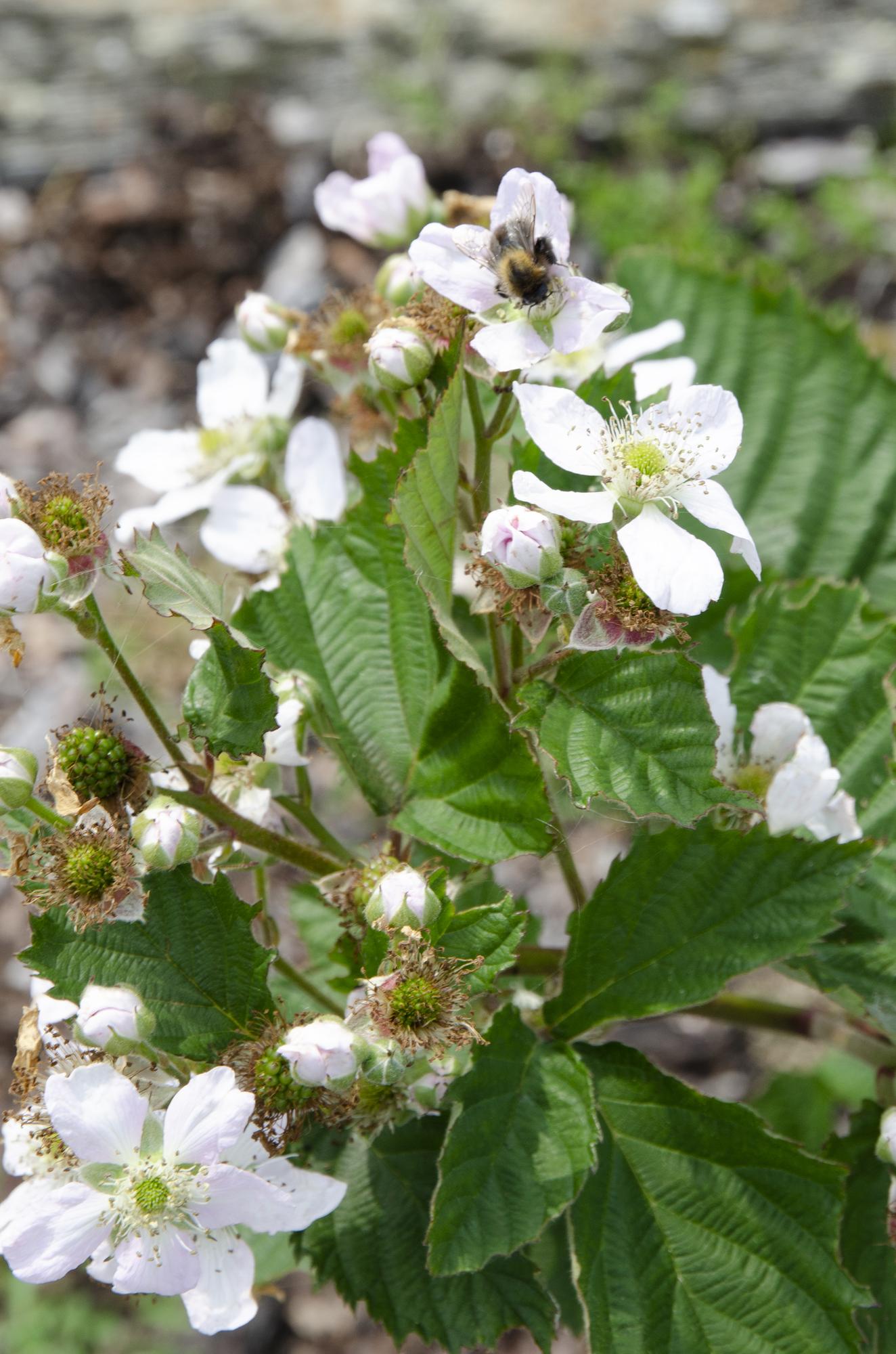Rubus fruticosus 'Black Satin' - Kupina bez trnja - Ø13cm - ↕45cm