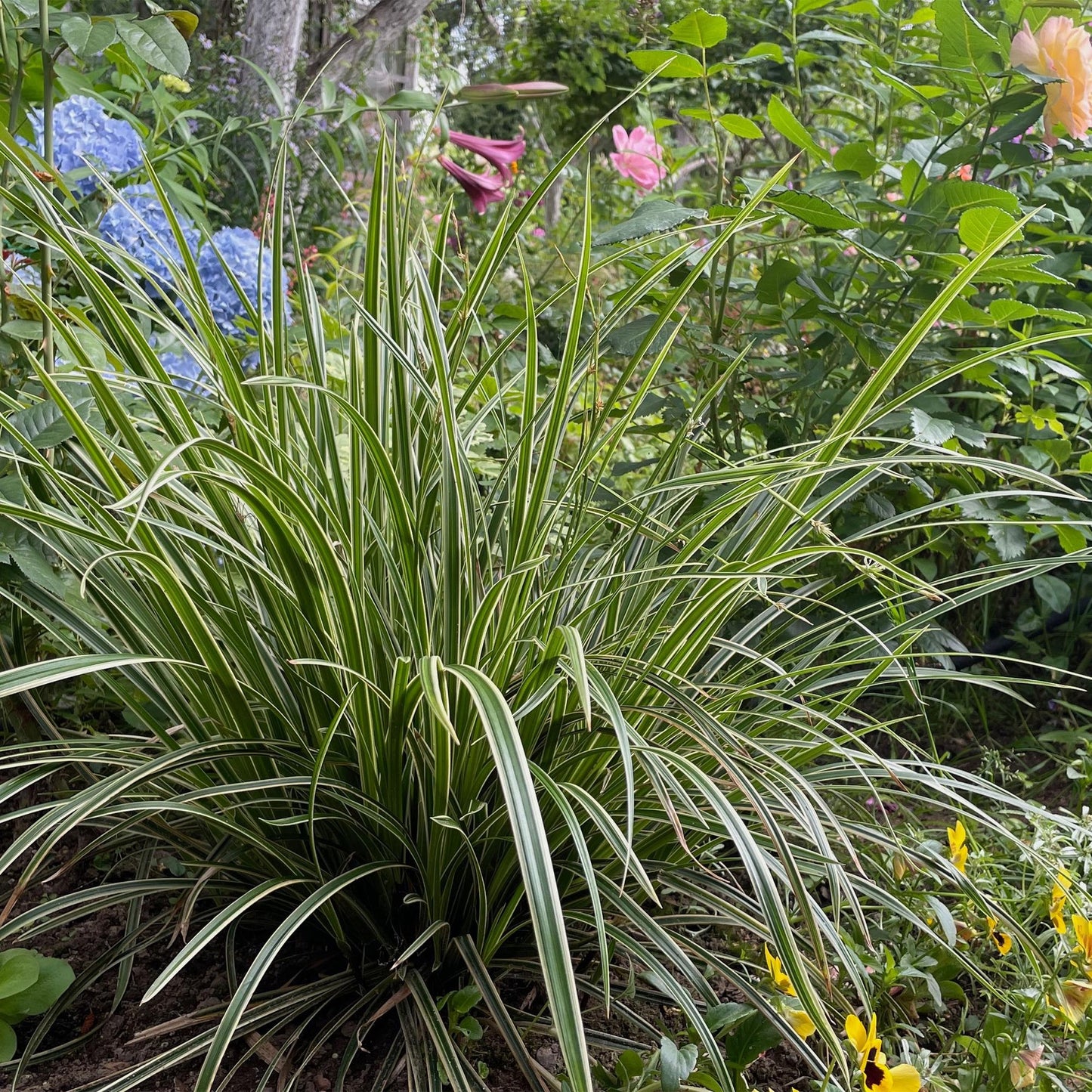 Green boutiQ - Siergrassen - Carex morrowii Ice Dance  - Wit & Groen - 4 Planten - Bladhoudend - Weinig Onderhoud - Pot 17cm Hoogte 50cm
