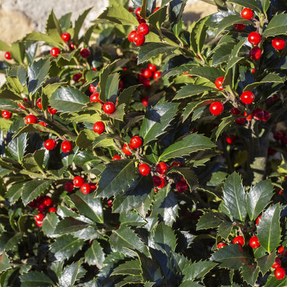 Green boutiQ - Tuinplant - Ilex meserveae Blue Maid - Plant op stam - Terras Plant - Bladverliezend - Weinig Onderhoud - Pot 19cm Hoogte 90cm