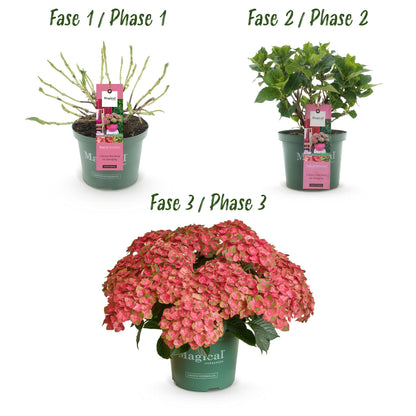 Green boutiQ - Terrasplant - Hortensia - Hydrangea Magical Green Fire - Roze Groen - 6-10 Bloemen - Pot 23cm Hoogte 55cm