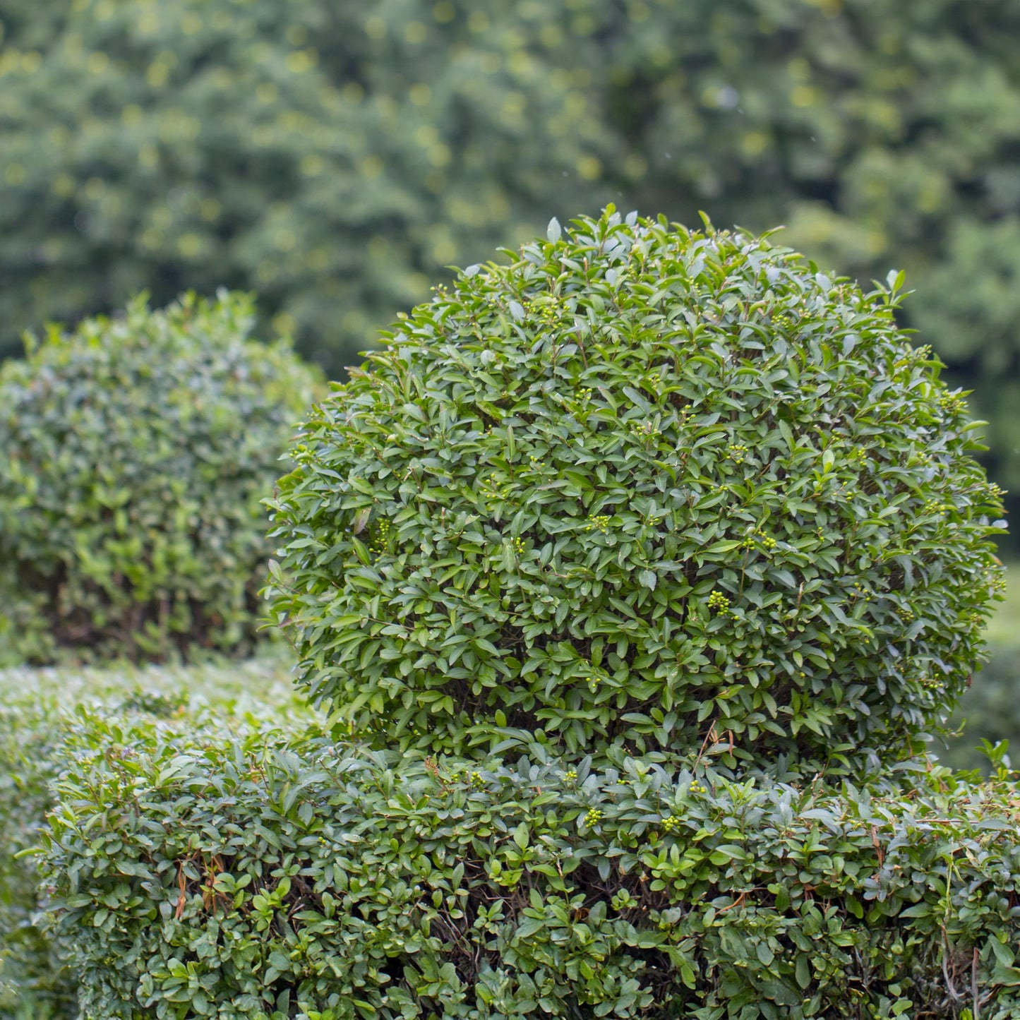 Green boutiQ - Haagplanten - Ligustrum ovalifolium -  blad groen - 6 planten - 1 strekkende meter - groenblijvend - pot 17cm hoogte 55cm