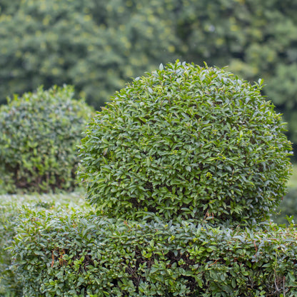 Green boutiQ - Haagplanten - Ligustrum ovalifolium -  blad groen - 6 planten - 1 strekkende meter - groenblijvend - pot 17cm hoogte 55cm