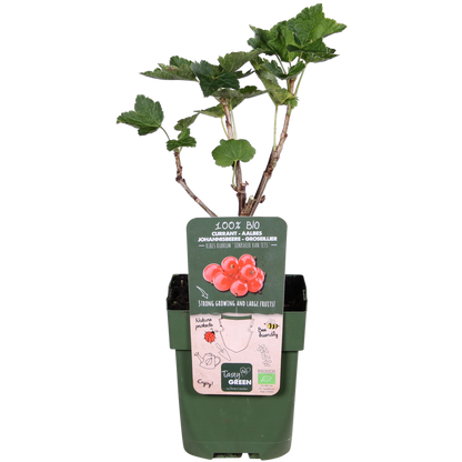 Ribes rubrum 'Jonkheer van Tets' - Ø13cm - ↕45cm
