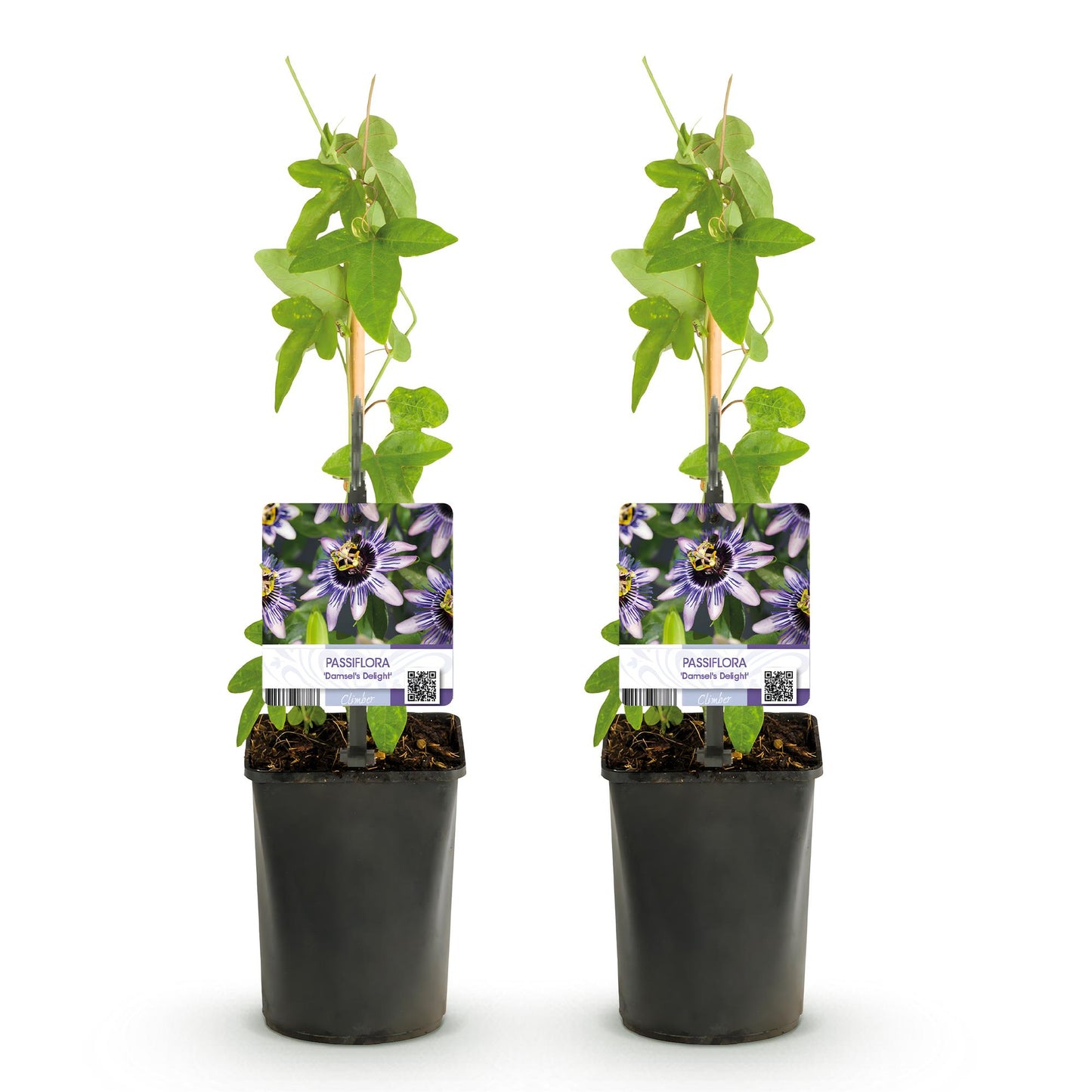 Green boutiQ - Passiebloem - Passiflora Damsels Delight  - Bloem Paars met Wit - Weinig onderhoud - 2 planten - Pot 11cm Hoogte 40cm