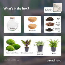 DIY biljni terarij (s rasvjetom) – Bolder Bob – Ø 31 cm, visina 30 cm – Bez alata
