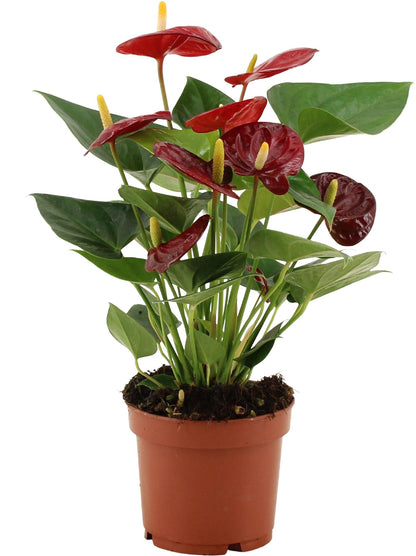 Anthurium Calon u prozirnom omotu - Ø12cm - ↕36cm