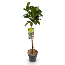 Green boutiQ - Tuinplant - Prunus lauroverasus Etna® - Plant op stam - Terras Plant - Bladhoudend - Weinig Onderhoud - Pot 19cm Hoogte 90cm