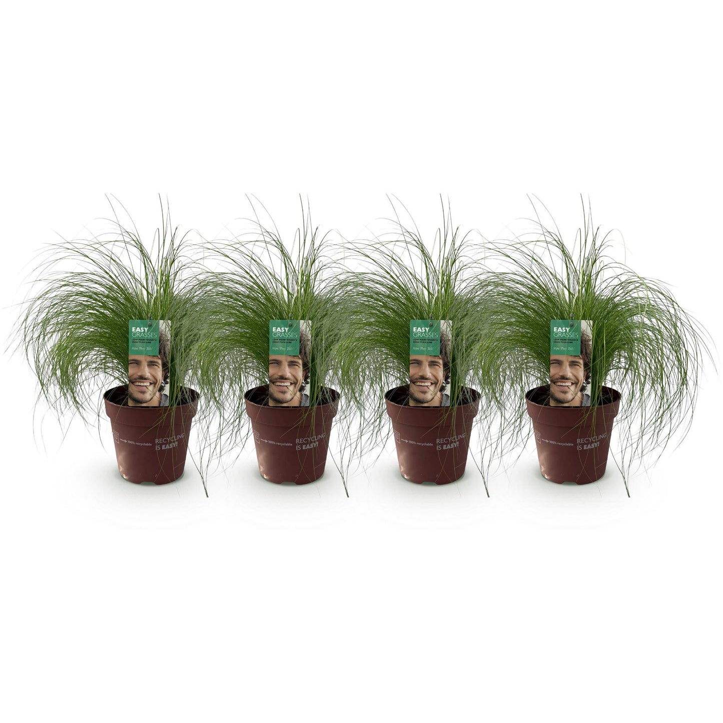 Green boutiQ - Siergrassen - Stipa tenuifolia Pony Tails - Groen - 4 Planten - Bladhoudend - Weinig Onderhoud - Pot 17cm Hoogte 50cm