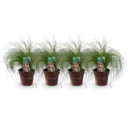 Green boutiQ - Siergrassen - Stipa tenuifolia Pony Tails - Groen - 4 Planten - Bladhoudend - Weinig Onderhoud - Pot 17cm Hoogte 50cm