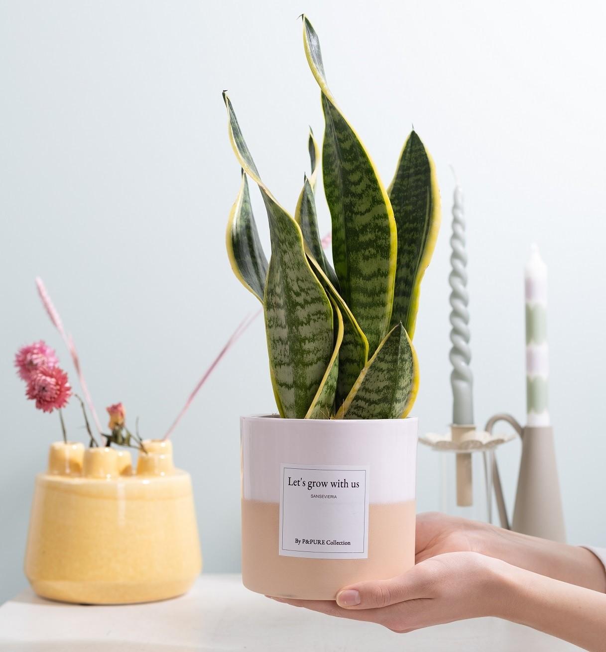 Poklon sansevieria "Rastimo s nama" S ČESTITKOM! - Ø12cm - ↕30cm