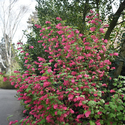 Green boutiQ - Heesters -  Ribes sanguineum Kind Edward - Bloem Rood - 1 Plant - Bladverliezend - Weinig Onderhoud - Pot 17cm Hoogte 45cm