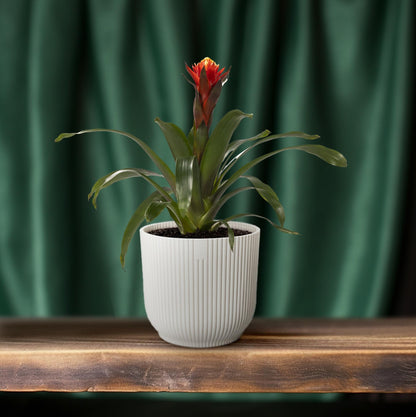 Guzmania Sreća - Ø12 ↕45