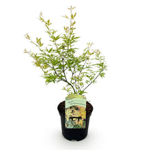 Green boutiQ - Terrasplant - Japanse Esdoorn - Acer palmatum Methamorphosa - Groen - 1 Plant - Bladverliezend - Pot 19cm Hoogte 70cm