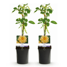 Green boutiQ - Klimroos - Rosa Spring Queen -Bloem  Geel - Weinig onderhoud - 2 planten - Pot 11cm Hoogte 40cm