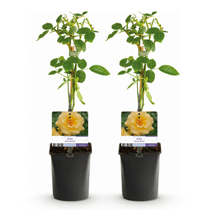 Green boutiQ - Klimroos - Rosa Spring Queen -Bloem  Geel - Weinig onderhoud - 2 planten - Pot 11cm Hoogte 40cm
