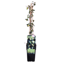 Hedera helix 'Goldheart' - Ø15cm - ↕65cm