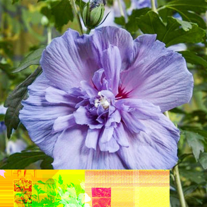 Green boutiQ - Tuinplant - Hibiscus syriacus Blue Chiffon® - Plant op stam - Terras Plant - Bladverliezend - Weinig Onderhoud - Pot 19cm Hoogte 90cm