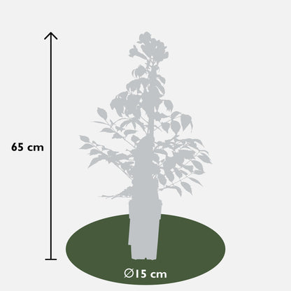 2x - Campsis Summer Jazz 'Vatrena truba' - ↨65cm - Ø15