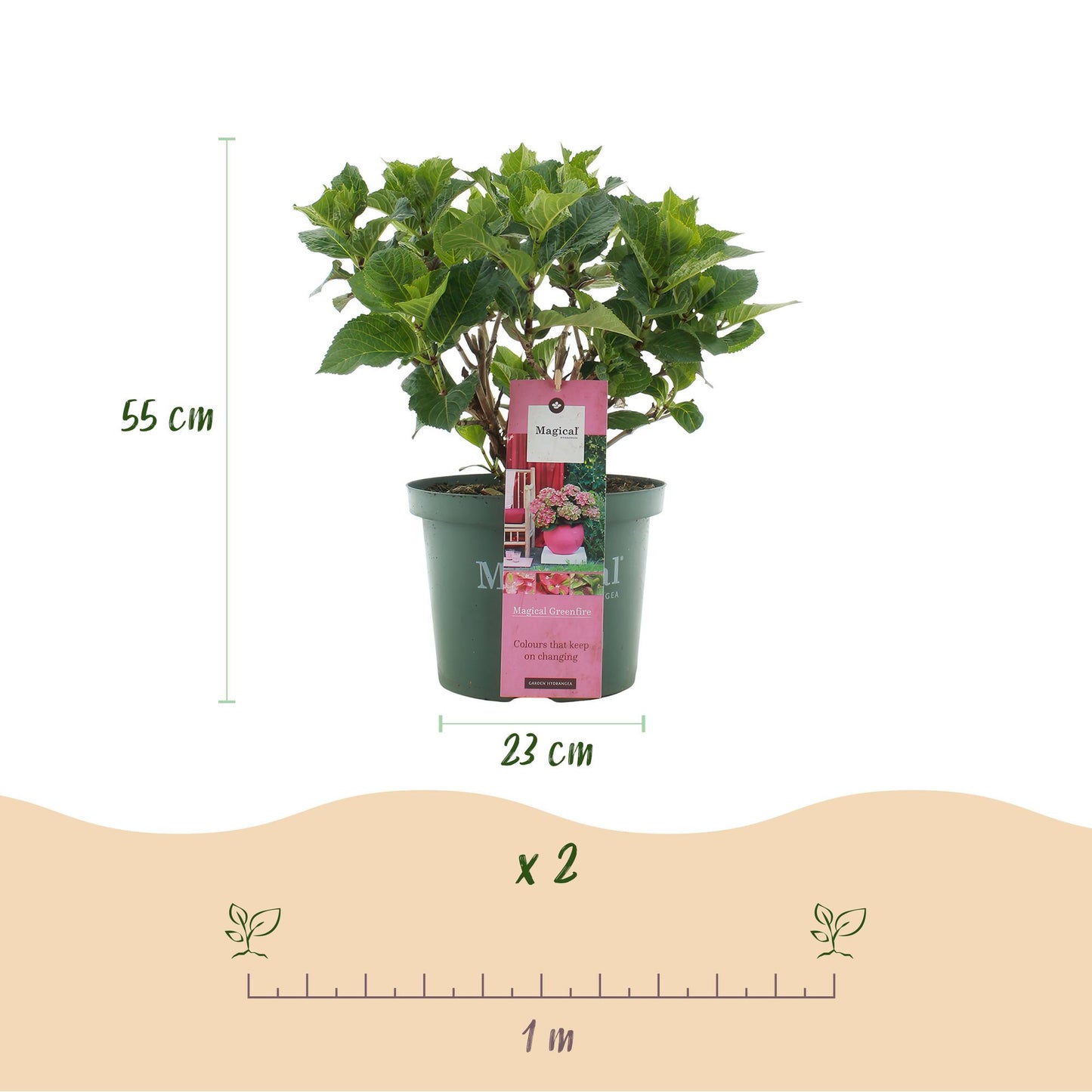 Green boutiQ - Terrasplant - Hortensia - Hydrangea Magical Green Fire - Roze Groen - 6-10 Bloemen - Pot 23cm Hoogte 55cm