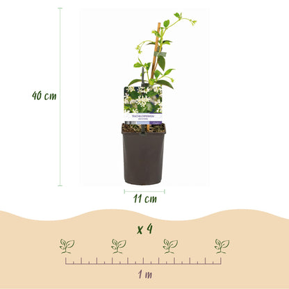 Green boutiQ - Toscaanse jasmijn - Trachelospermum jasminoides - Bloem Wit - Groenblijvend  - 2 planten - Pot 11cm Hoogte 40cm