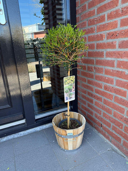 Green boutiQ - Tuinplant - Ligustrum delavayanum - Plant op stam - Terras Plant - Bladhoudend - Weinig Onderhoud - Pot 19cm Hoogte 90cm