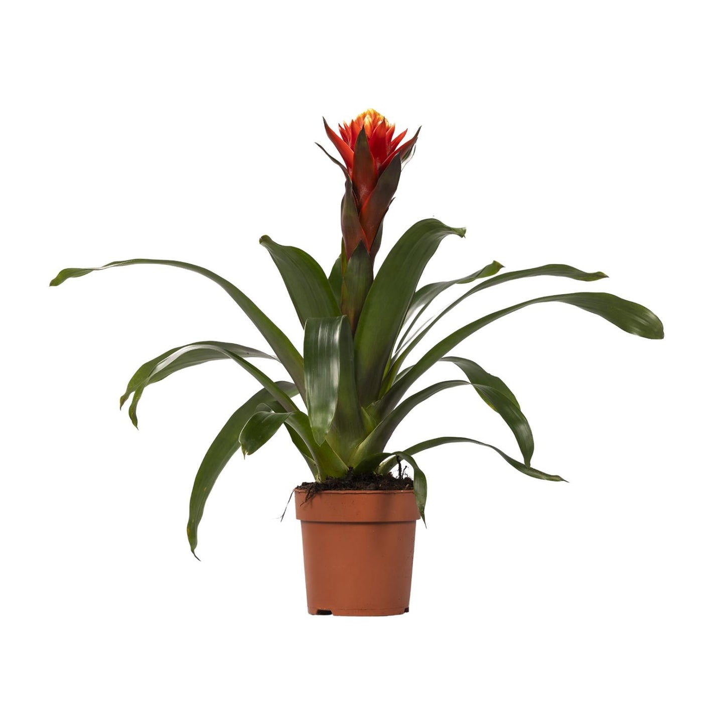 Guzmania Sreća - Ø12 ↕45