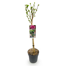 Green boutiQ - Tuinplant - Hibiscus syriacus Magenta Chiffon® - Plant op stam - Terras Plant - Bladverliezend - Weinig Onderhoud - Pot 19cm Hoogte 90cm