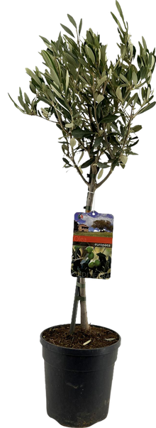Olea Europaea "op Stam" - Ø19cm - ↕90cm