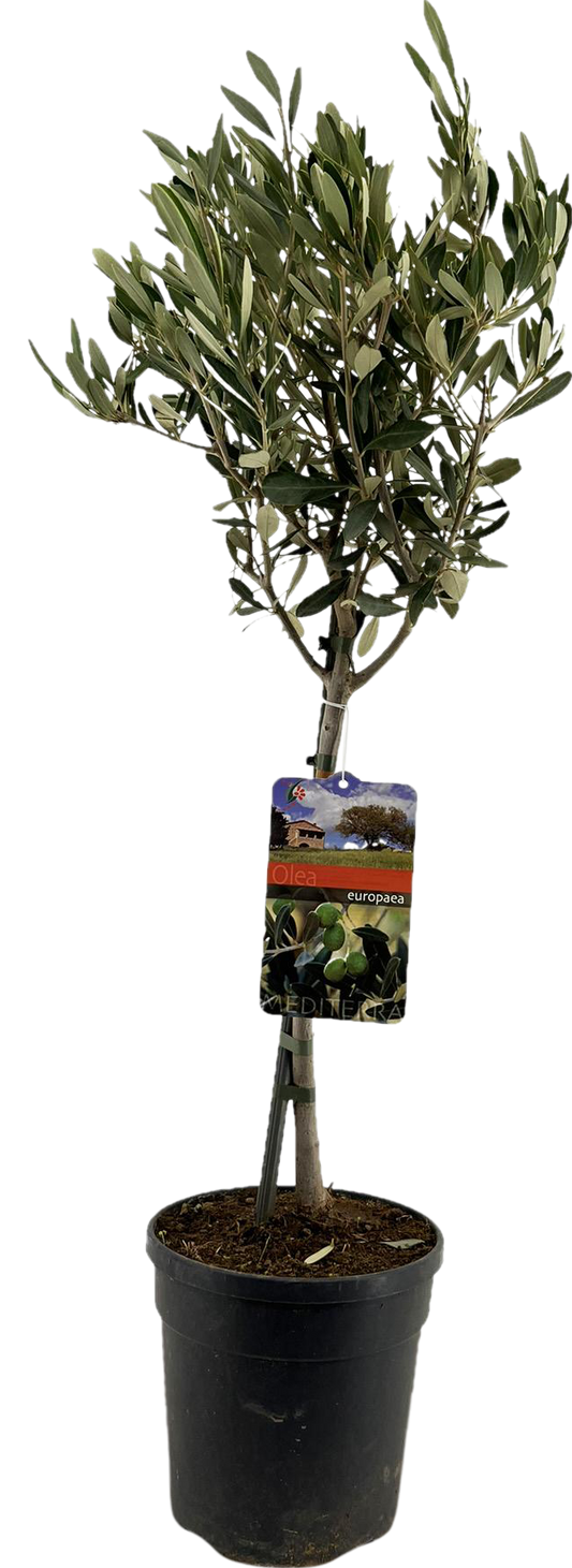 Olea Europaea "op Stam" - Ø19cm - ↕90cm