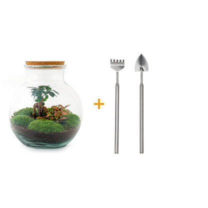 DIY Planten terrarium (met licht) - Teddy Bonsai - Ø 25 cm ↑ 26,5 cm - Rake + Shovel