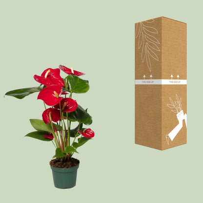 Crveni anturij - Ø17cm - ↕55cm - Ø12cm - ↕40cm
