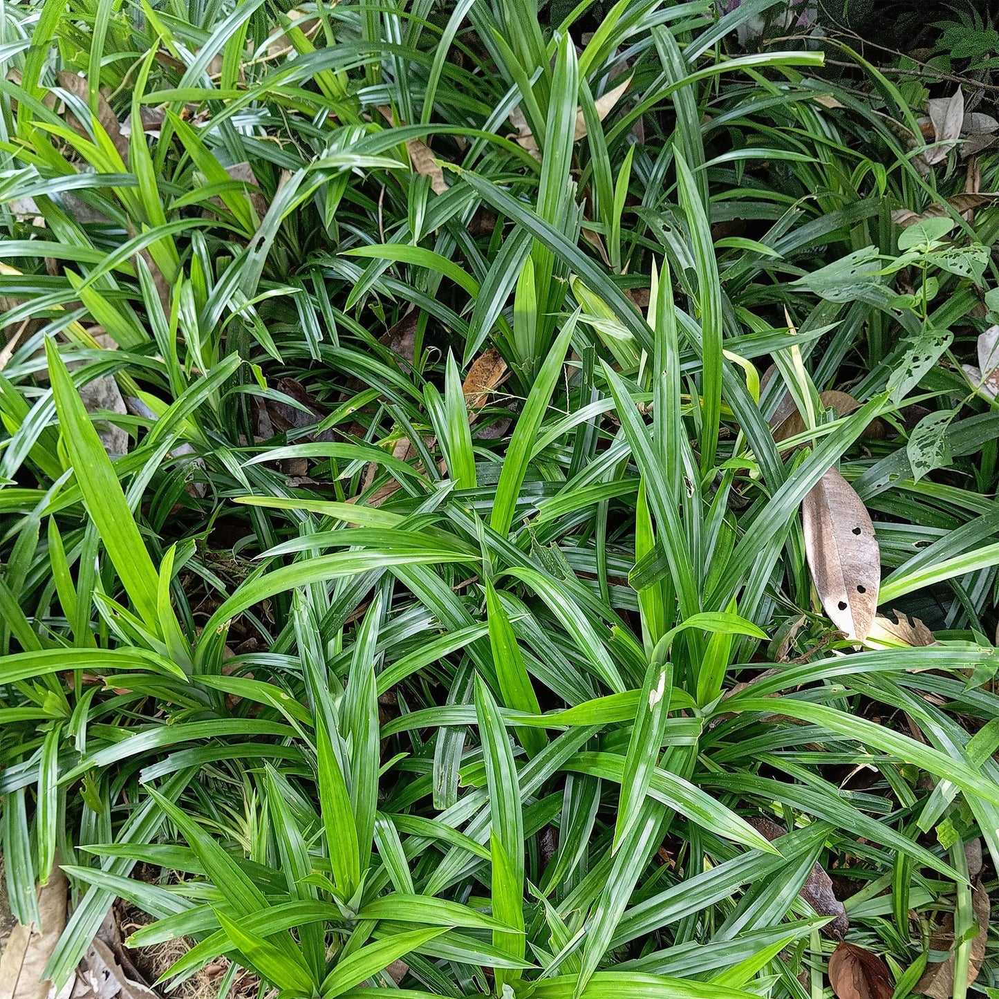 Green boutiQ - Siergrassen -  Carex morrowii Irish Green - Groen & Geel - 4 Planten - Bladhoudend - Weinig Onderhoud - Pot 17cm Hoogte 50cm