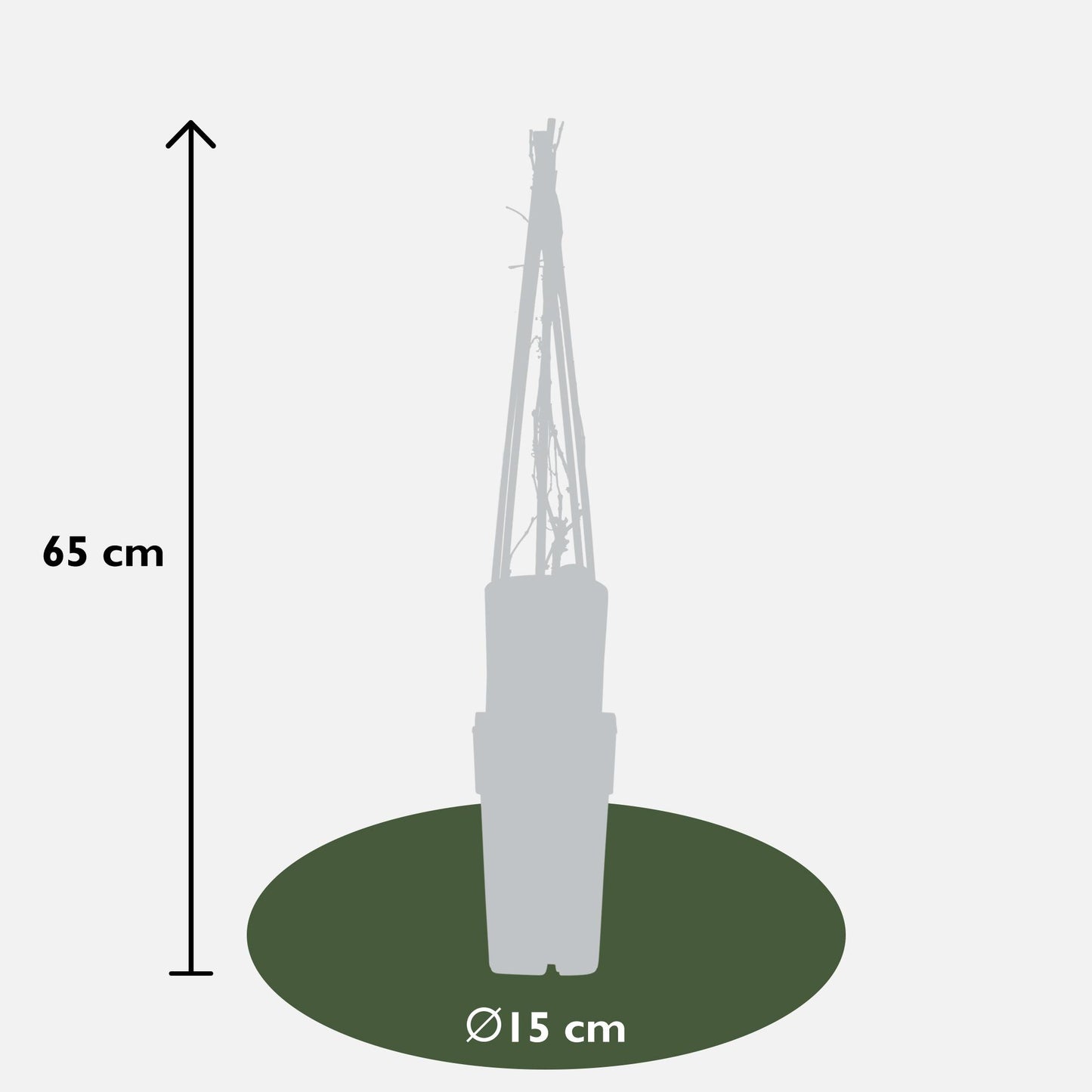 Partenocisus q. var. 'Engelmannii' - Ø15cm - ↕65cm