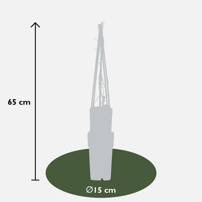 Partenocisus q. var. 'Engelmannii' - Ø15cm - ↕65cm