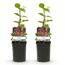Green boutiQ - Kamperfoelie - Lonicera heckrottii Goldflame -Bbloem Roze met Geel  - Weinig onderhoud - 2 planten - Pot 11cm Hoogte 40cm