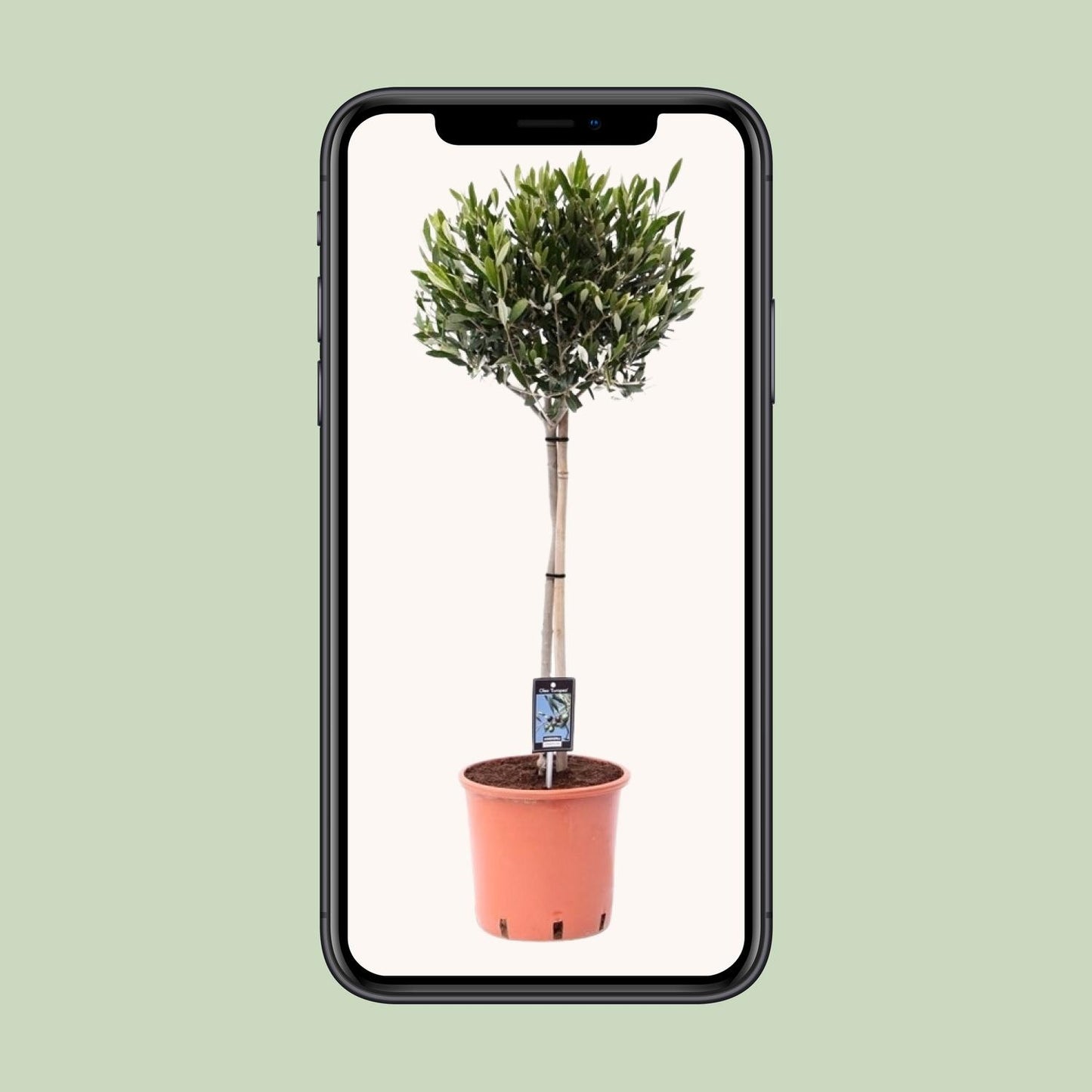 Olea Olijf - Ø22cm - ↕100cm