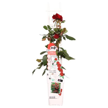 Rosa Crazy in love 'Crvena' - Crvena ruža - Ø15cm - ↕65cm