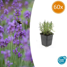 60x Lavandula ang. 'Munstead' - ↕10-25cm - Ø9cm