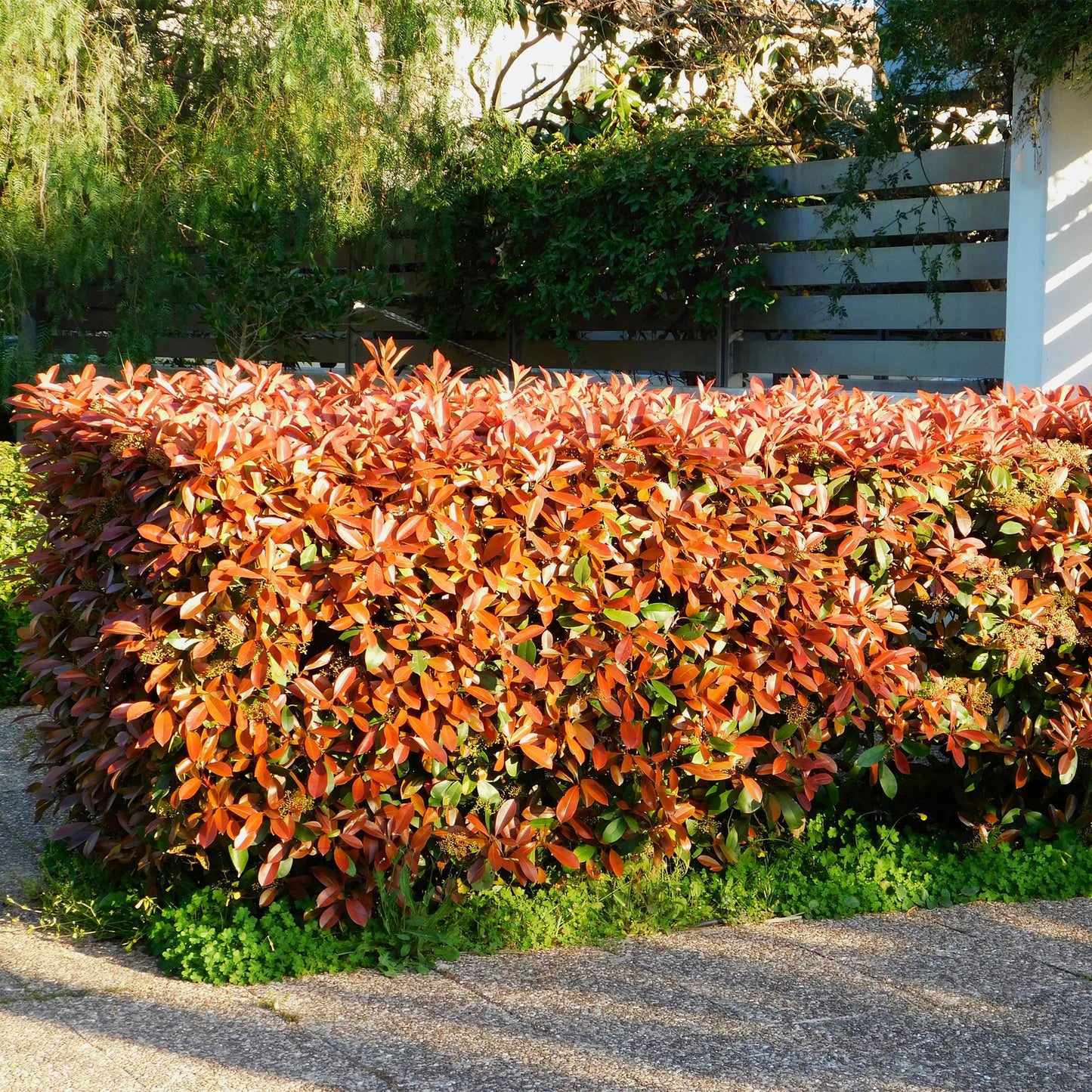 Green boutiQ - Haagplanten - Photnia fraseri Red Robin - blad rood groen  - 8 planten - 1 strekkende meter - groenblijvend - pot 9cm hoogte 30-35cm