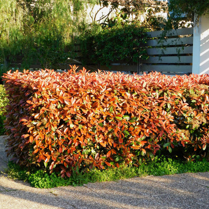 Green boutiQ - Haagplanten - Photnia fraseri Red Robin - blad rood groen  - 8 planten - 1 strekkende meter - groenblijvend - pot 9cm hoogte 30-35cm