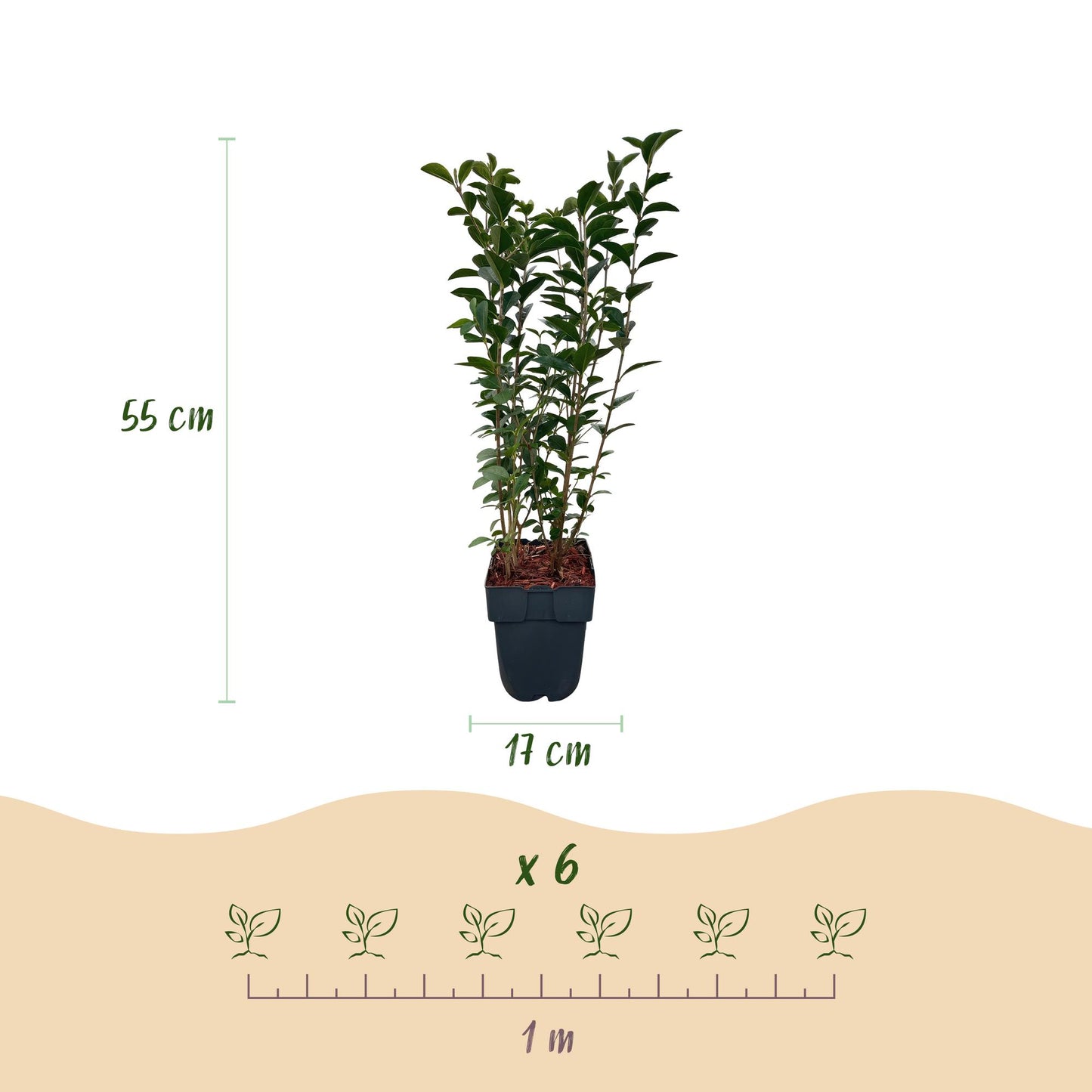 Green boutiQ - Haagplanten - Ligustrum ovalifolium -  blad groen - 6 planten - 1 strekkende meter - groenblijvend - pot 17cm hoogte 55cm