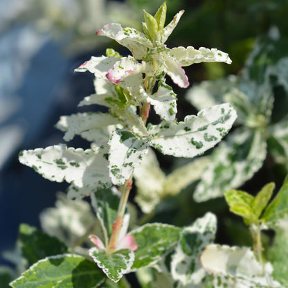 Green boutiQ - Tuinplant - Euonymus fortunei Harlequin - Plant op stam - Terras Plant - Bladhoudend - Weinig Onderhoud - Pot 19cm Hoogte 90cm