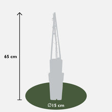 4x - Clematis višebojni plavi - ↨65cm - Ø15
