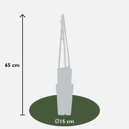 4x - Clematis višebojni plavi - ↨65cm - Ø15