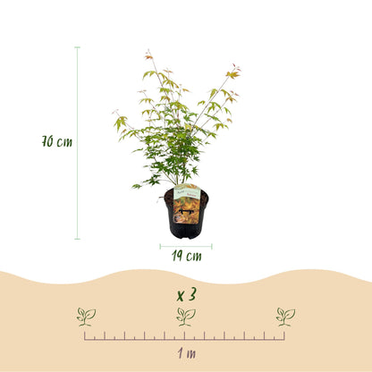 Green boutiQ - Terrasplant - Japanse Esdoorn - Acer palmatum Katsura - Oranje - 1 Plant - Bladverliezend - Pot 19cm Hoogte 70cm